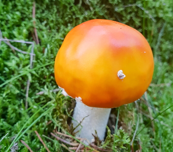 Rød Fluesvamp (Amanita muscaria)