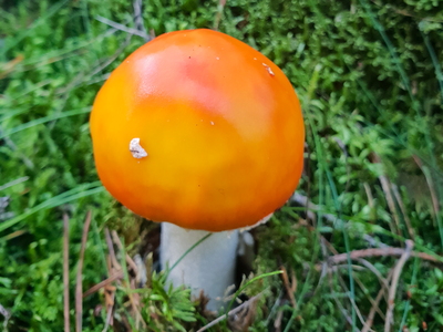 Rød Fluesvamp (Amanita muscaria)