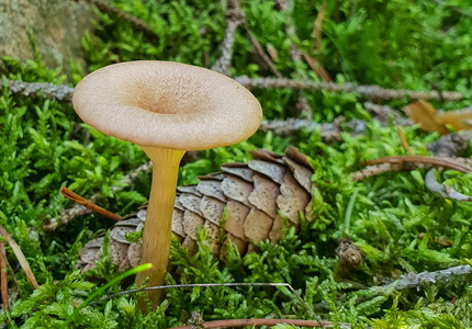 Almindelig Tragthat (Infundibulicybe gibba)
