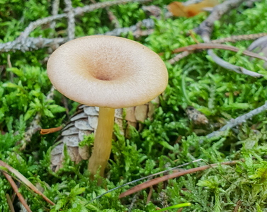 Almindelig Tragthat (Infundibulicybe gibba)