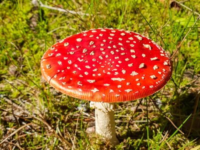 Rød Fluesvamp (Amanita muscaria)