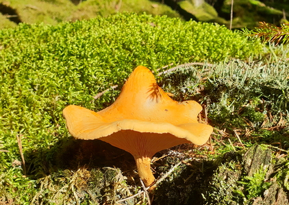 Almindelig Kantarel (Cantharellus cibarius)