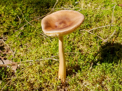 Brun Kam-Fluesvamp (Amanita fulva)