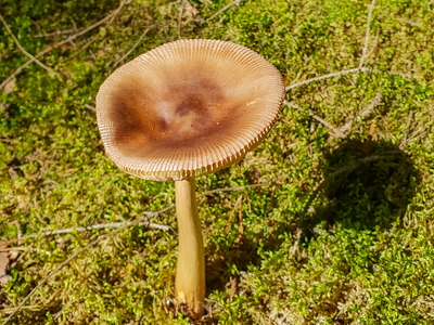 Brun Kam-Fluesvamp (Amanita fulva)