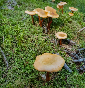 Svamp
