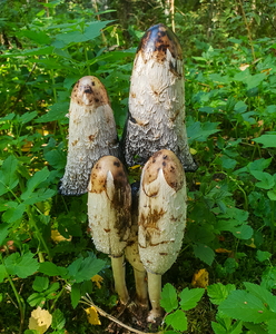 Stor Parykhat (Coprinus comatus)