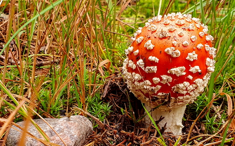 Rød Fluesvamp (Amanita muscaria)