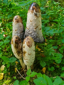 Stor Parykhat (Coprinus comatus)