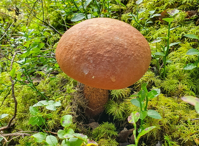 Rødbrun Rørhat (Boletus pinophilus)