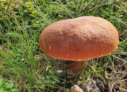 Rødbrun Rørhat (Boletus pinophilus)