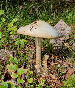 Svamp