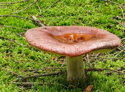 Skørhat