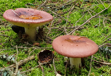 Skørhat