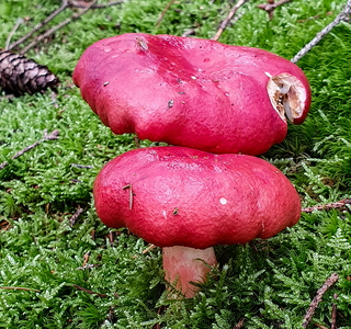 Stor Gift-Skørhat (Russula emetica)