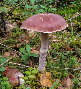 Pelargonie-Slørhat (Cortinarius flexipes)