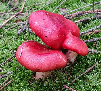 Stor Gift-Skørhat (Russula emetica)