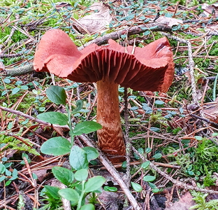 Blodrød Slørhat (Cortinarius sanguineus)