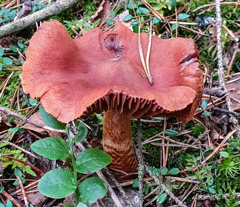 Blodrød Slørhat (Cortinarius sanguineus)