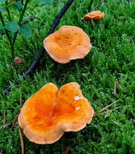 Almindelig Orangekantarel (Hygrophoropsis aurantiaca)