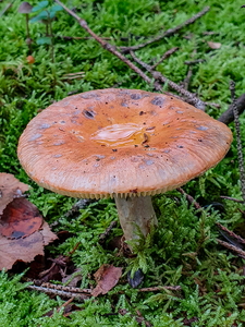 Prægtig Skørhat (Russula paludosa)