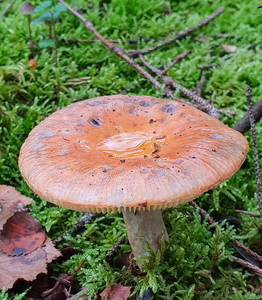 Prægtig Skørhat (Russula paludosa)