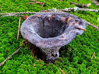 Trompetsvamp (Craterellus cornucopioides)
