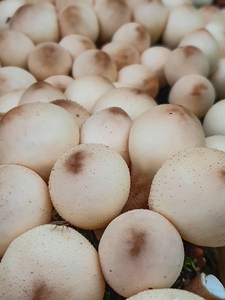 Pære-Støvbold (Lycoperdon pyriforme)