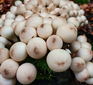 Pære-Støvbold (Lycoperdon pyriforme)