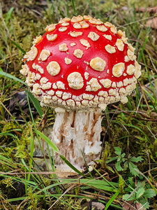 Rød Fluesvamp (Amanita muscaria)
