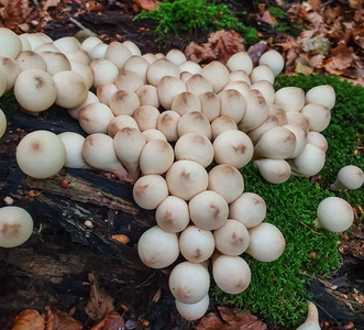 Pære-Støvbold (Lycoperdon pyriforme)