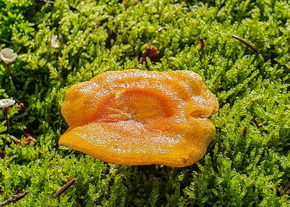 Svamp