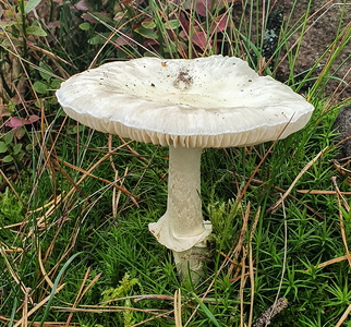 Grøn Fluesvamp (Amanita phalloides)