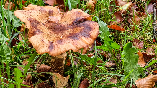 Køllestokket Honningsvamp (Armillaria lutea)