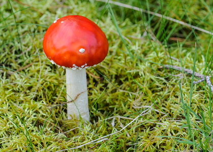 Rød Fluesvamp (Amanita muscaria)