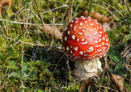 Rød Fluesvamp (Amanita muscaria)