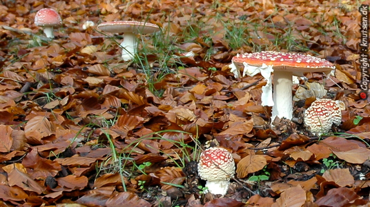 Rød Fluesvamp (Amanita muscaria)