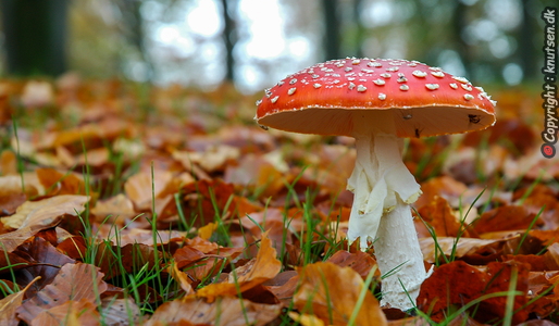 Rød Fluesvamp (Amanita muscaria)