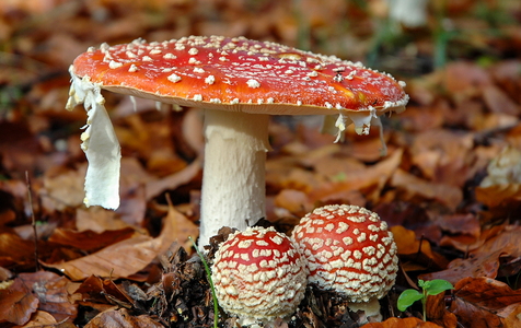 Rød Fluesvamp (Amanita muscaria)