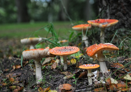 Rød Fluesvamp (Amanita muscaria)