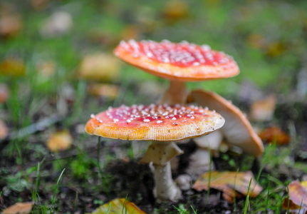 Rød Fluesvamp (Amanita muscaria)