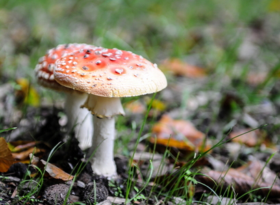 Rød Fluesvamp (Amanita muscaria)