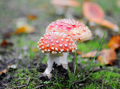 Rød Fluesvamp (Amanita muscaria)