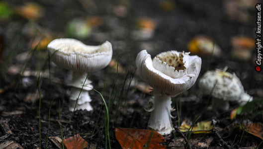 Flosset Fluesvamp (Amanita strobiliformis)
