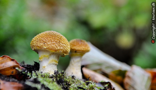 Køllestokket Honningsvamp (Armillaria lutea)