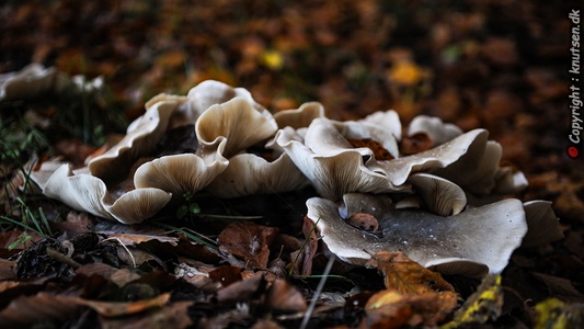 Tåge-Tragthat (Clitocybe nebularis)