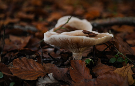 Tåge-Tragthat (Clitocybe nebularis)