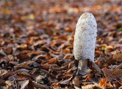 Stor Parykhat (Coprinus comatus)