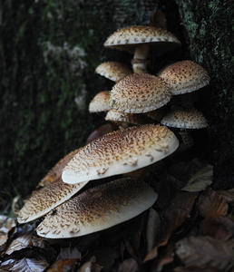 Krumskællet Skælhat (Pholiota squarrosa)