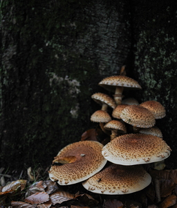 Lurvet Skælhat (Pholiota squarrosa)