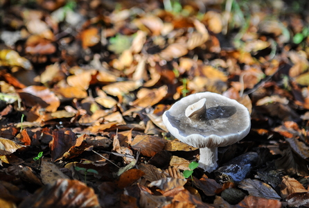Blågrå Skørhat (Russula parazurea)